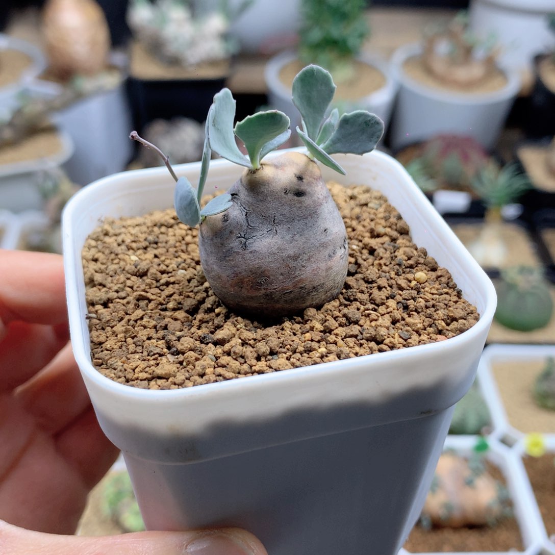 产地格加厚敦菊母本多肉