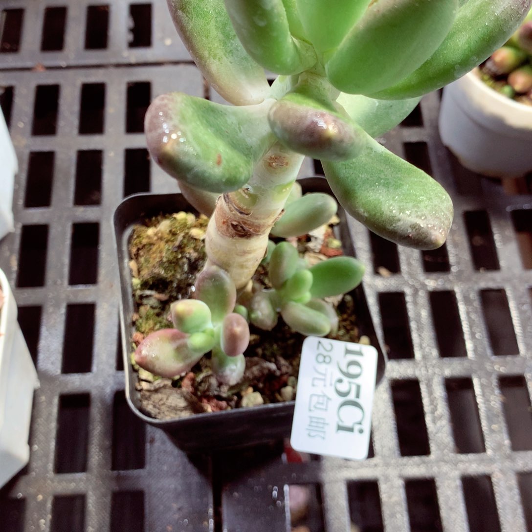 5厘米盆精控多肉195