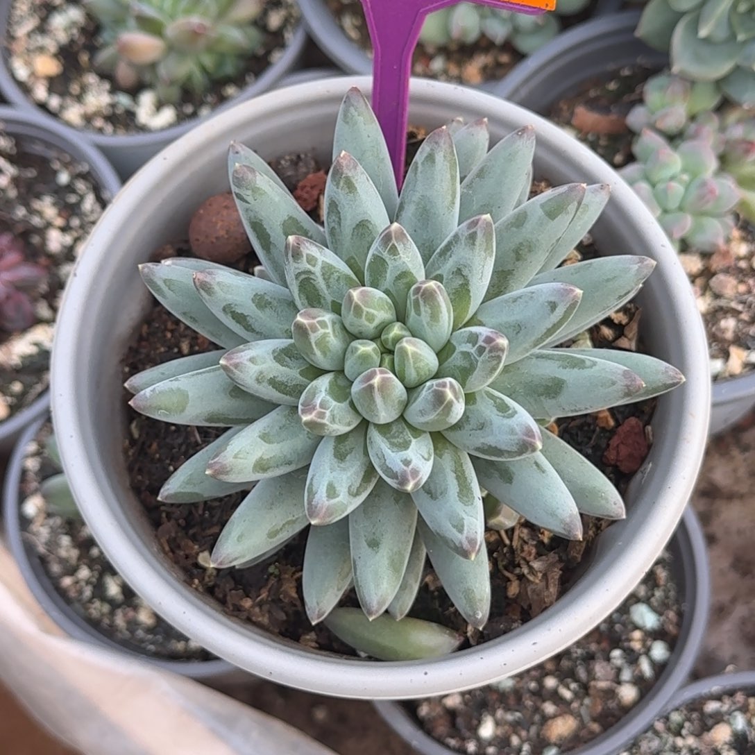 姜子牙一物一拍440