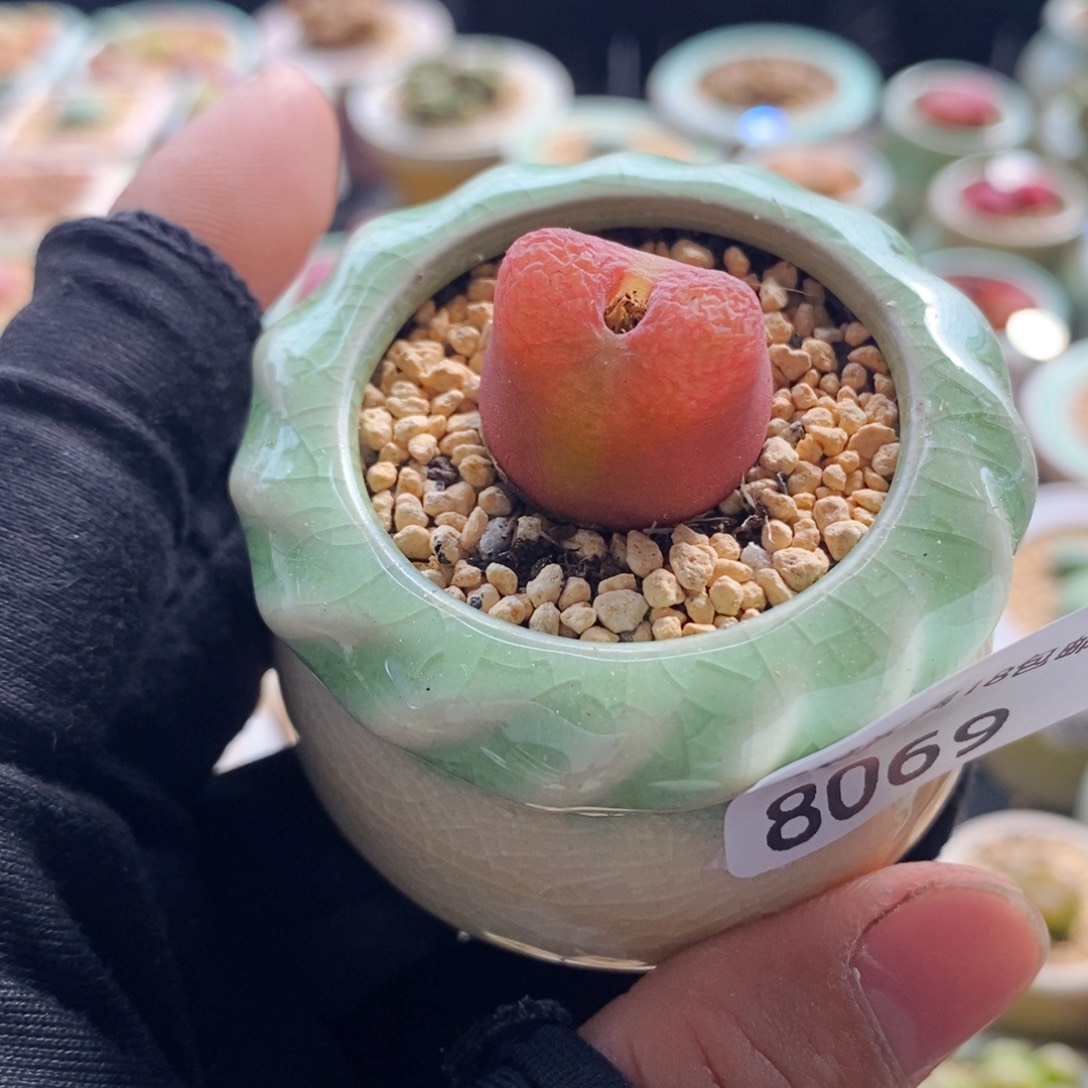 8069--一物一拍 带盆 水蜜桃1430.5