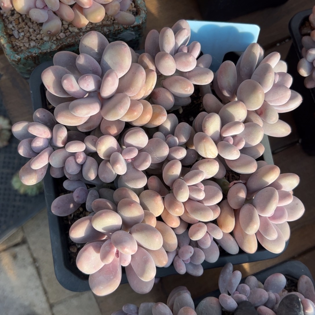 蛋黄奶11111111111111