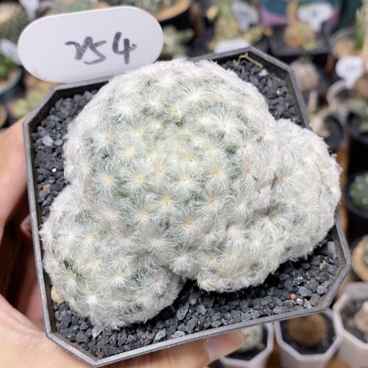 254号群生佛头白星9.5cm
