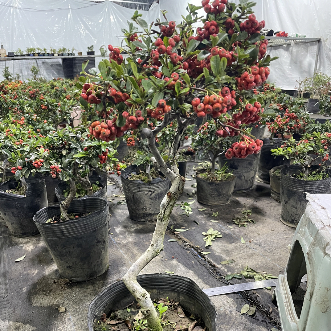 火棘吉祥果满堂红室内吉祥盆栽秋冬季耐寒植物老桩四季常青绿植