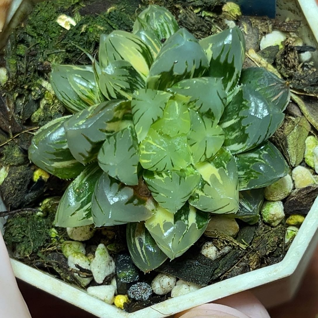 恭喜发财大吉大利740