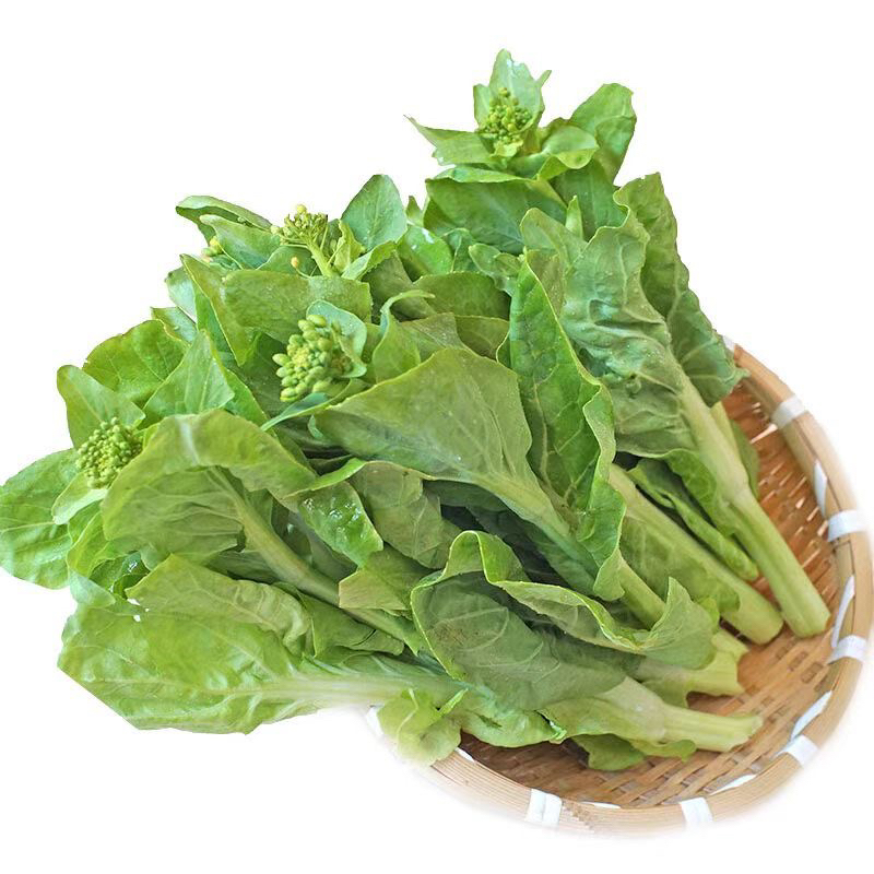 湖南湘西高山之巅露天白菜台