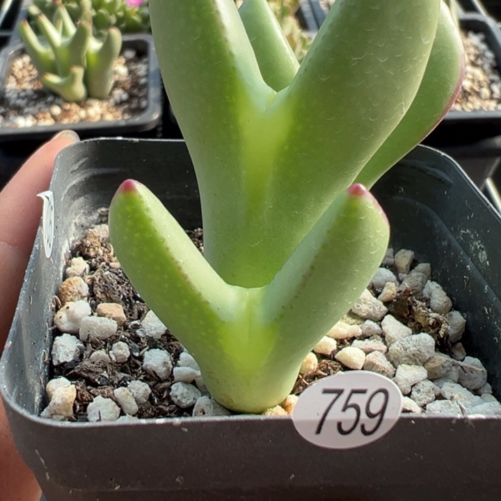 福***婷759号11111111111111