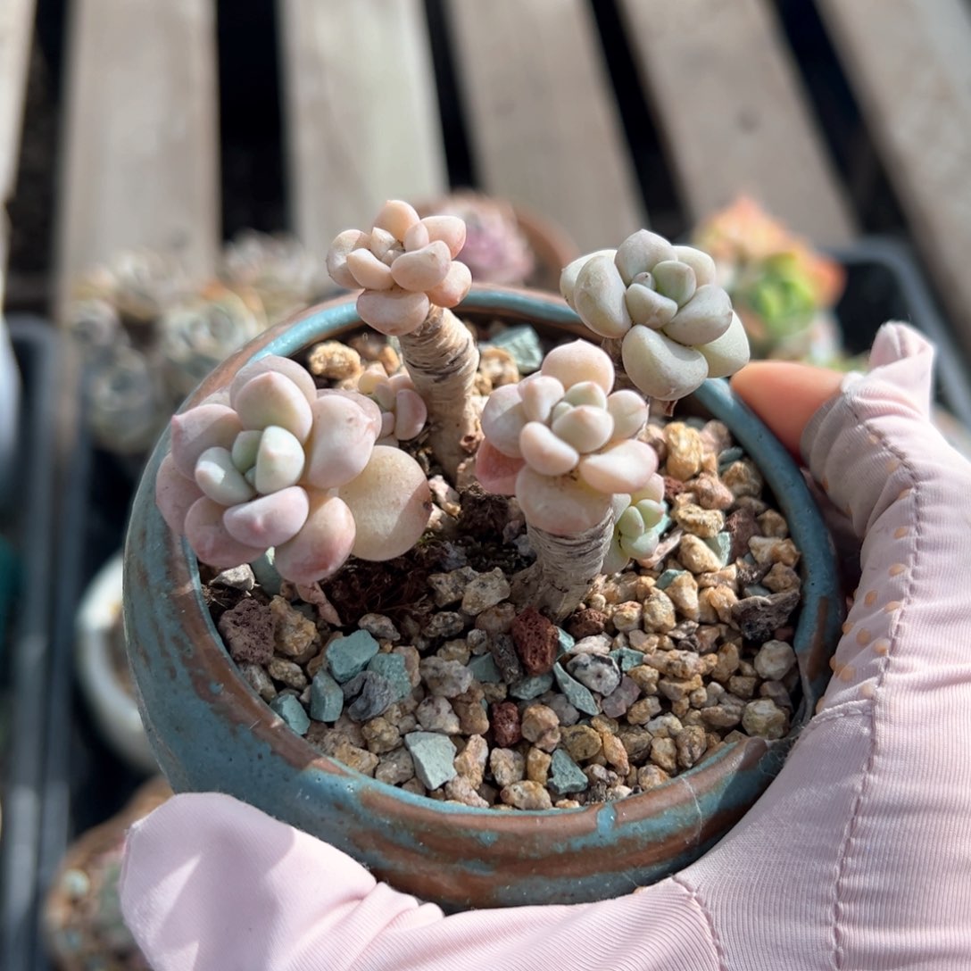 花斑鹿（满38包邮）多肉