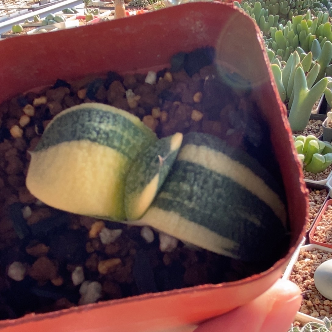 喜***乐实生卧牛一物一拍