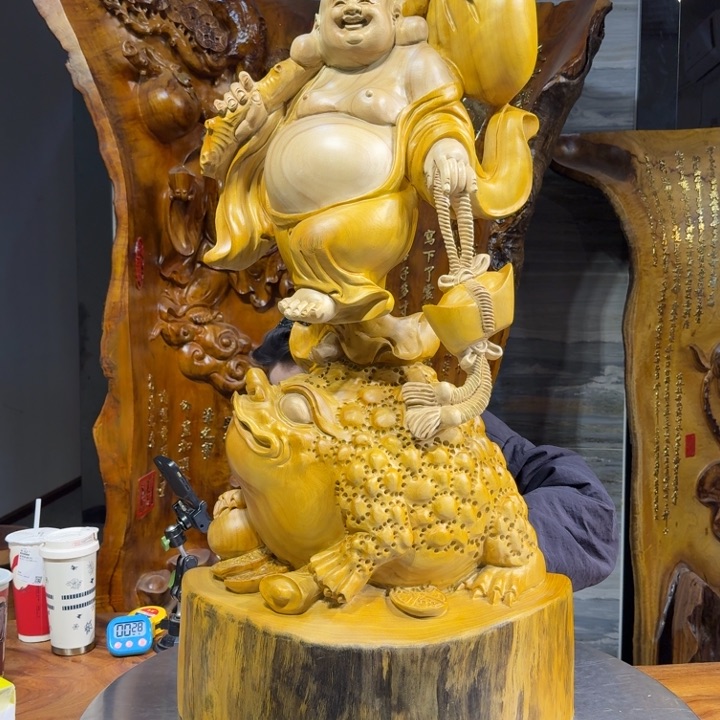 香樟木张*疯长50厘米高100厘米