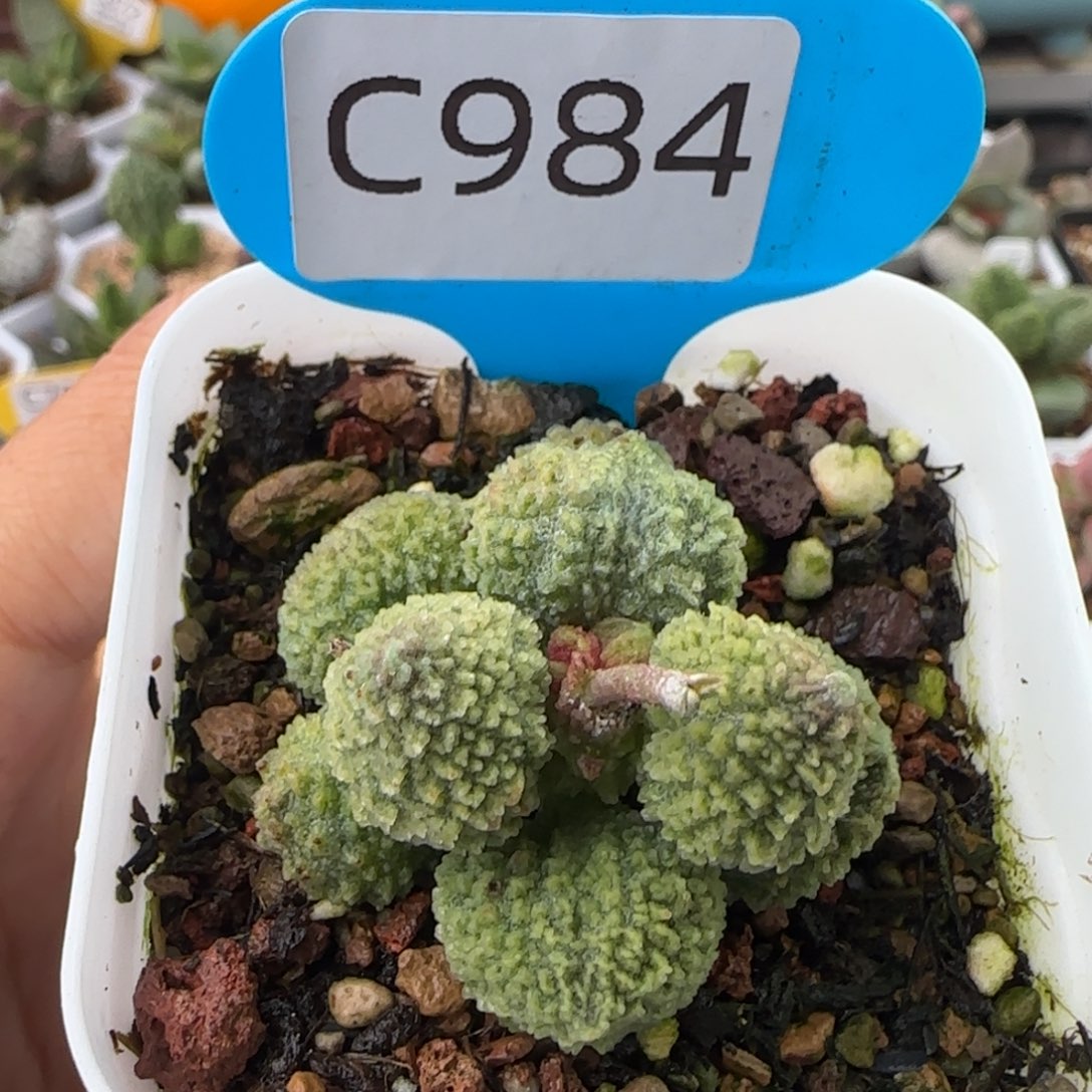 果***子福利多肉。  984。     