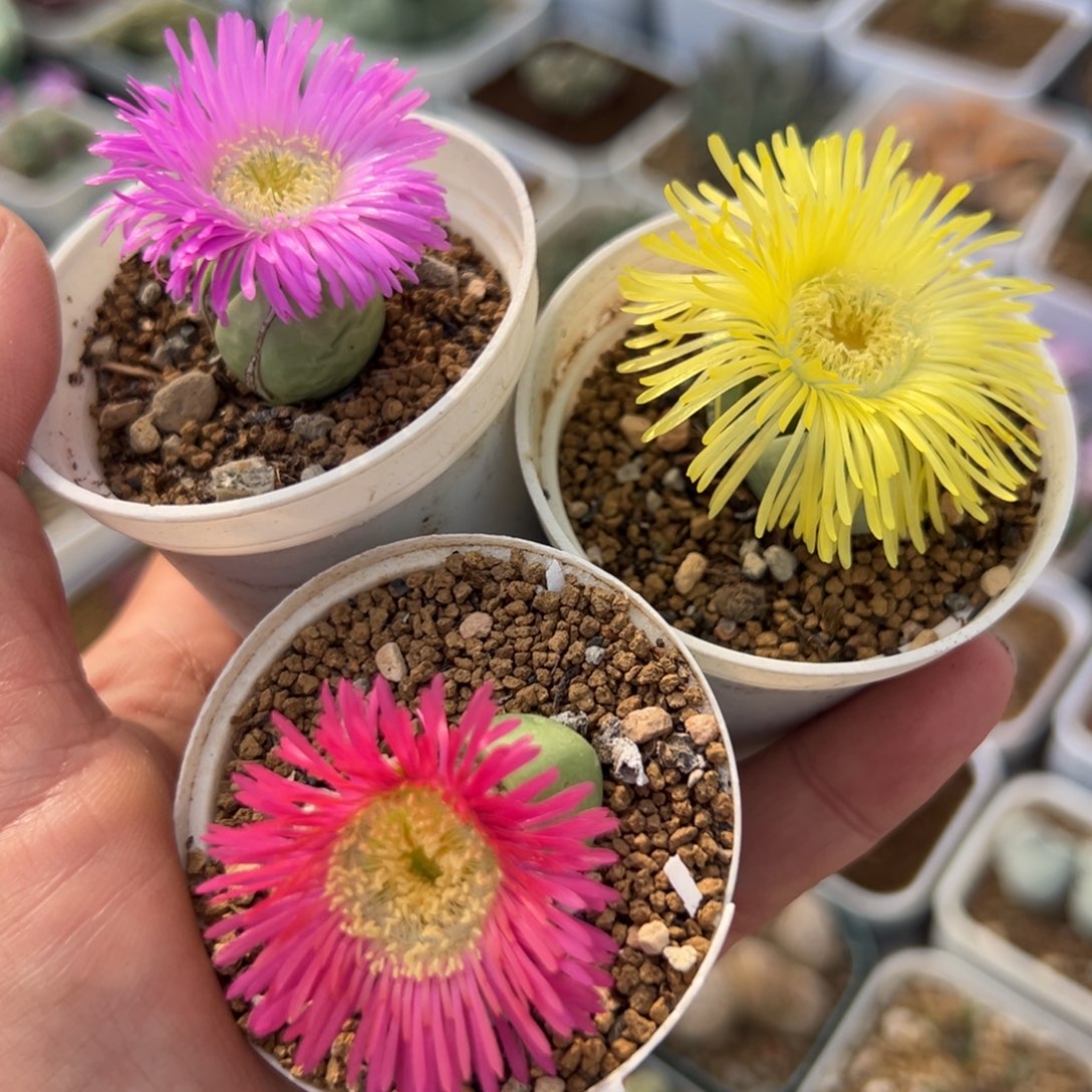 841多肉植物种类多样