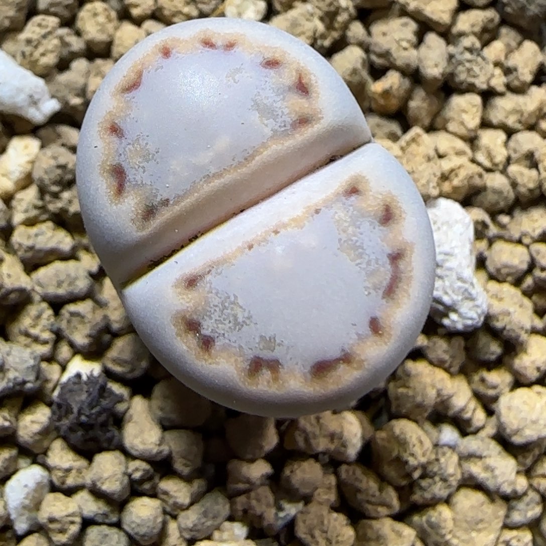 12.2.216饼干.9033尺寸1.5cm