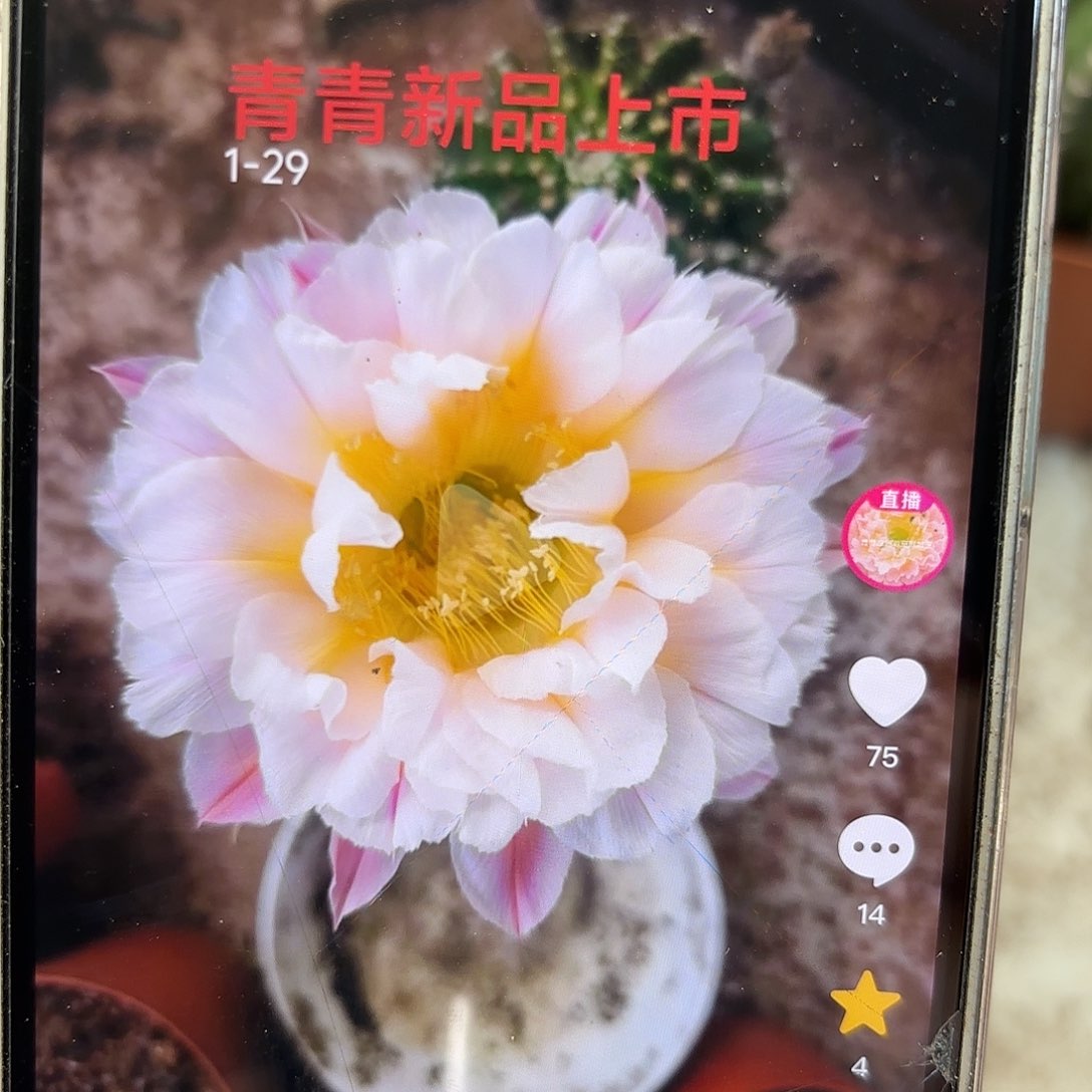 彩草1-29号7-8公分左右