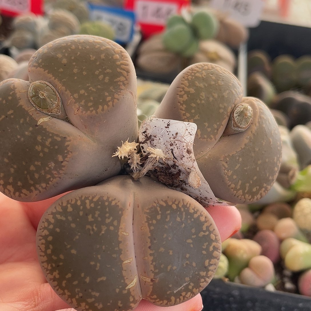 生石花一颗冠服8.5公分043