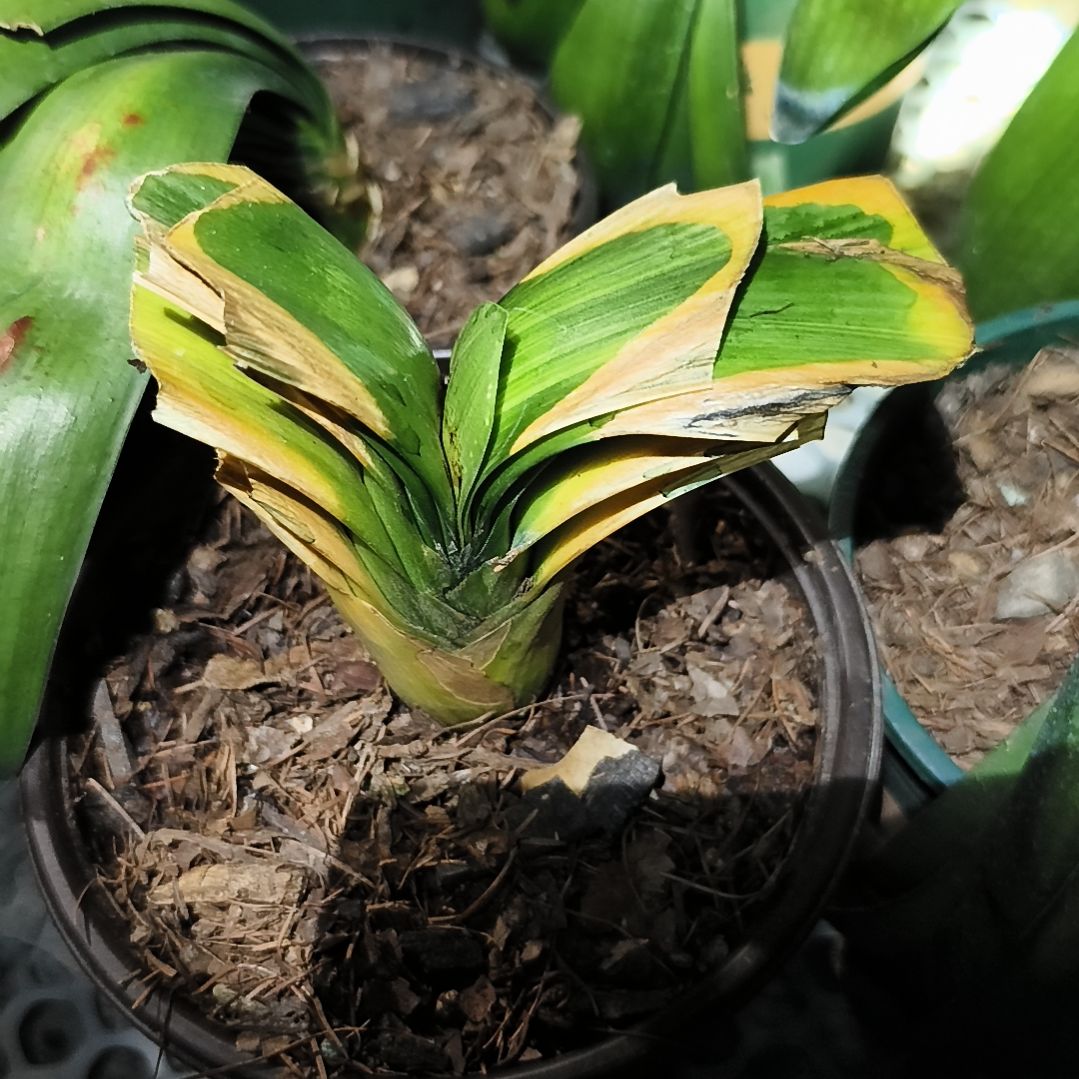 军***君完全开放彩苗残叶一棵无售后夹箭