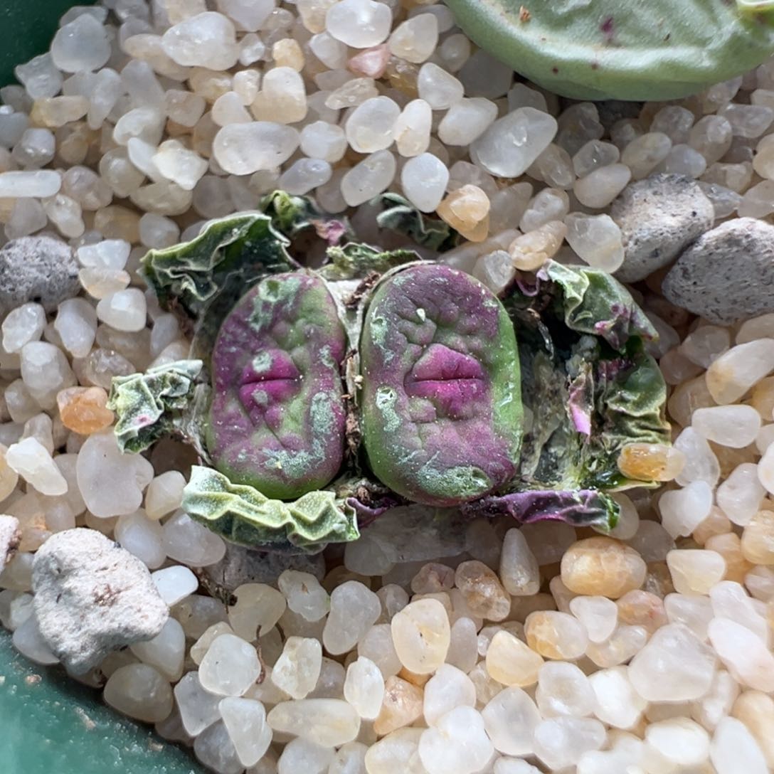 675优选SSW贝特干疤福利