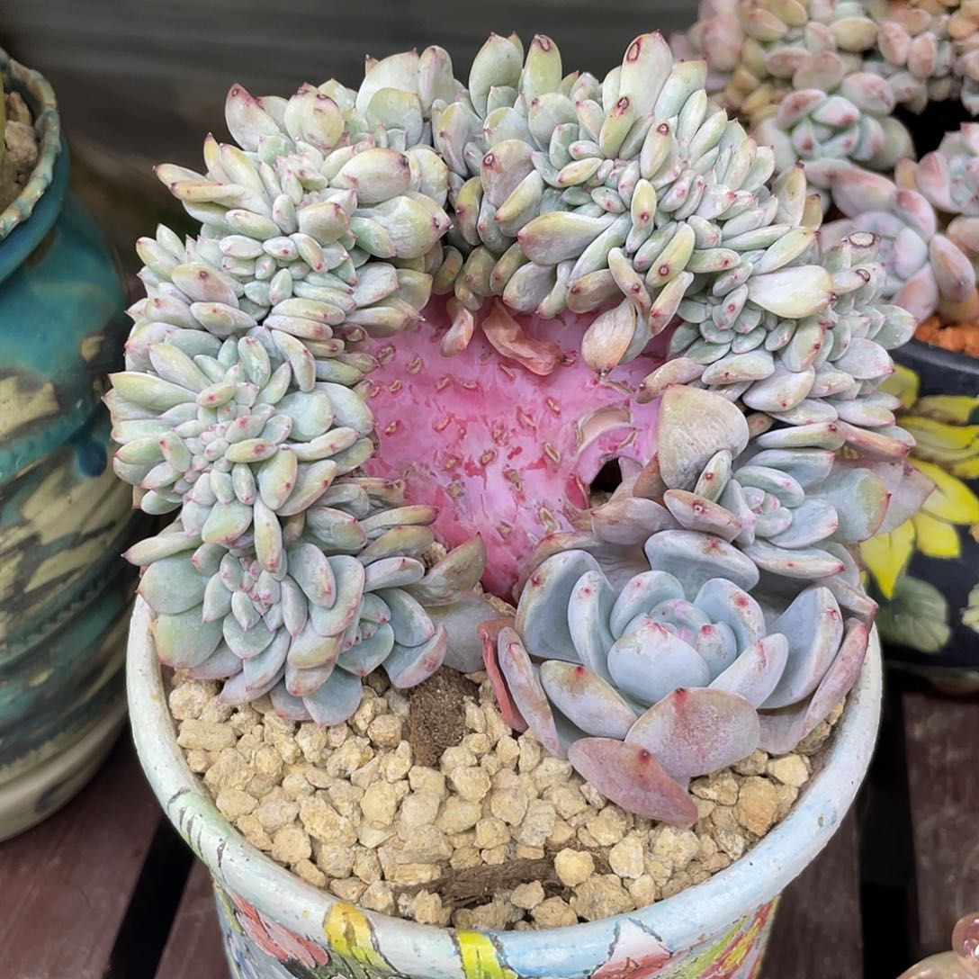 实生星影缀化树。         