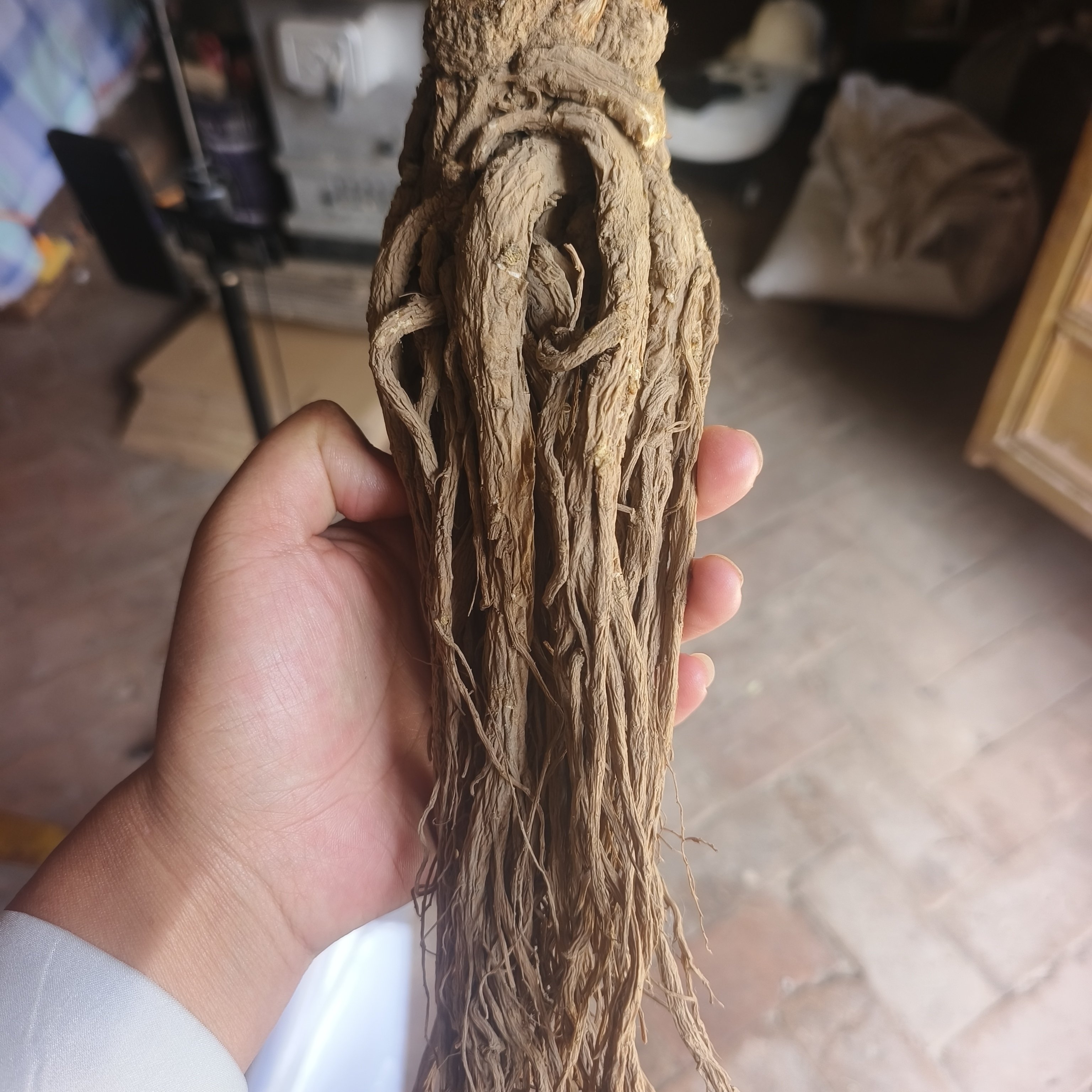 甘肃岷县当归批发10斤起发大中小都有（规格以直播为准）