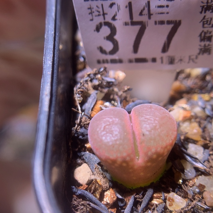 精品生石花214.377