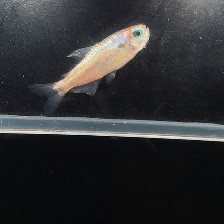 灯科鱼左下缸12号 白金蓝魔 2.5cm