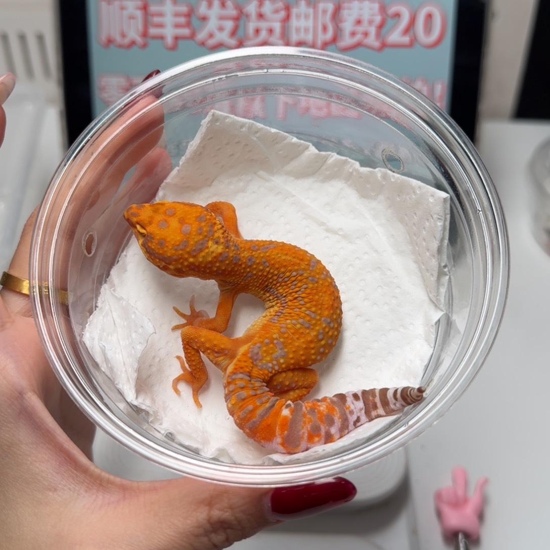 豹纹守宫烈酒歪嘴眼睛小妹妹