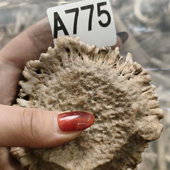 菜***羊鹿角鹿角鹿角鹿角鹿角