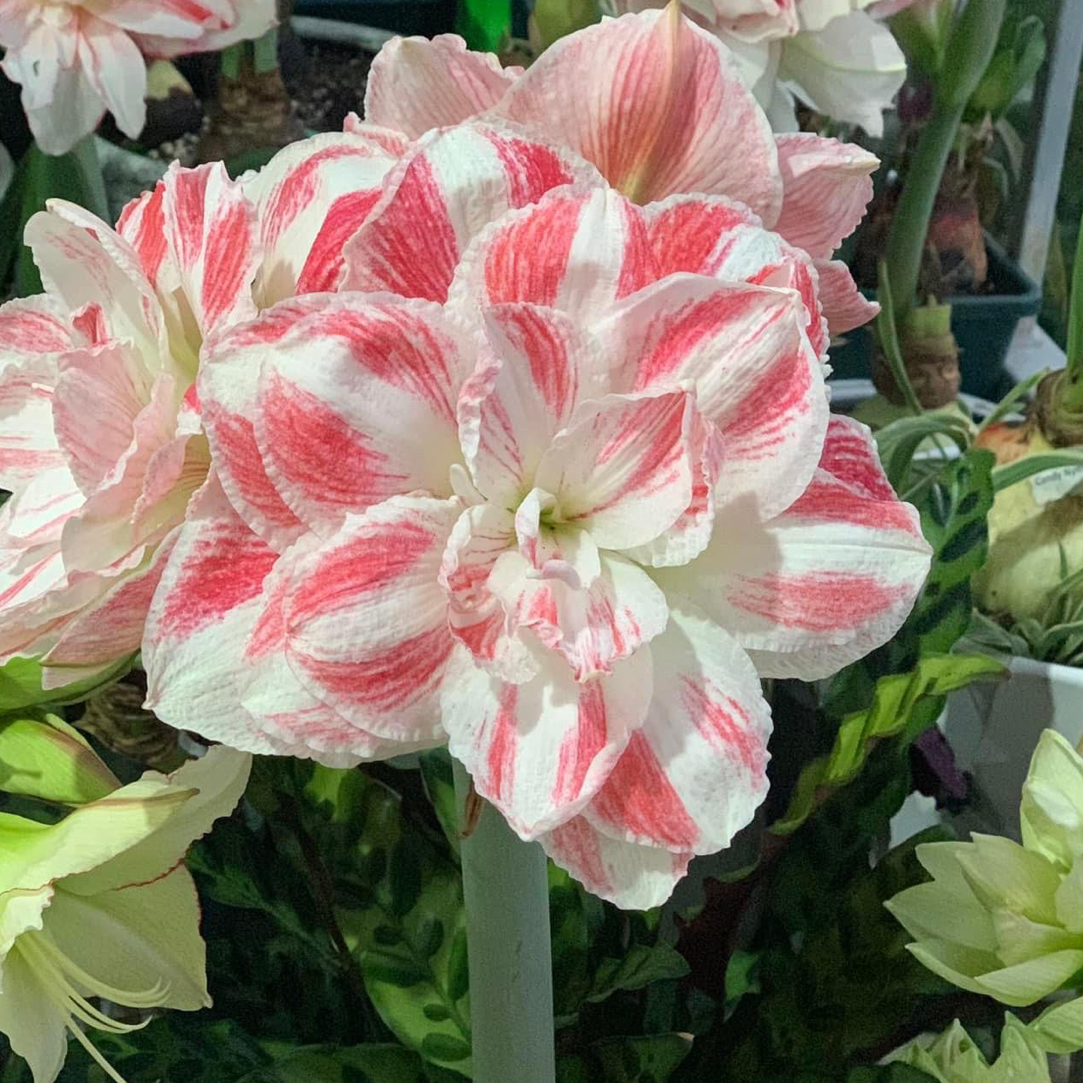 梦幻/惊奇铃声/梦露/卡罗琳娜/鬼魅/镶边石竹/火焰黛丝