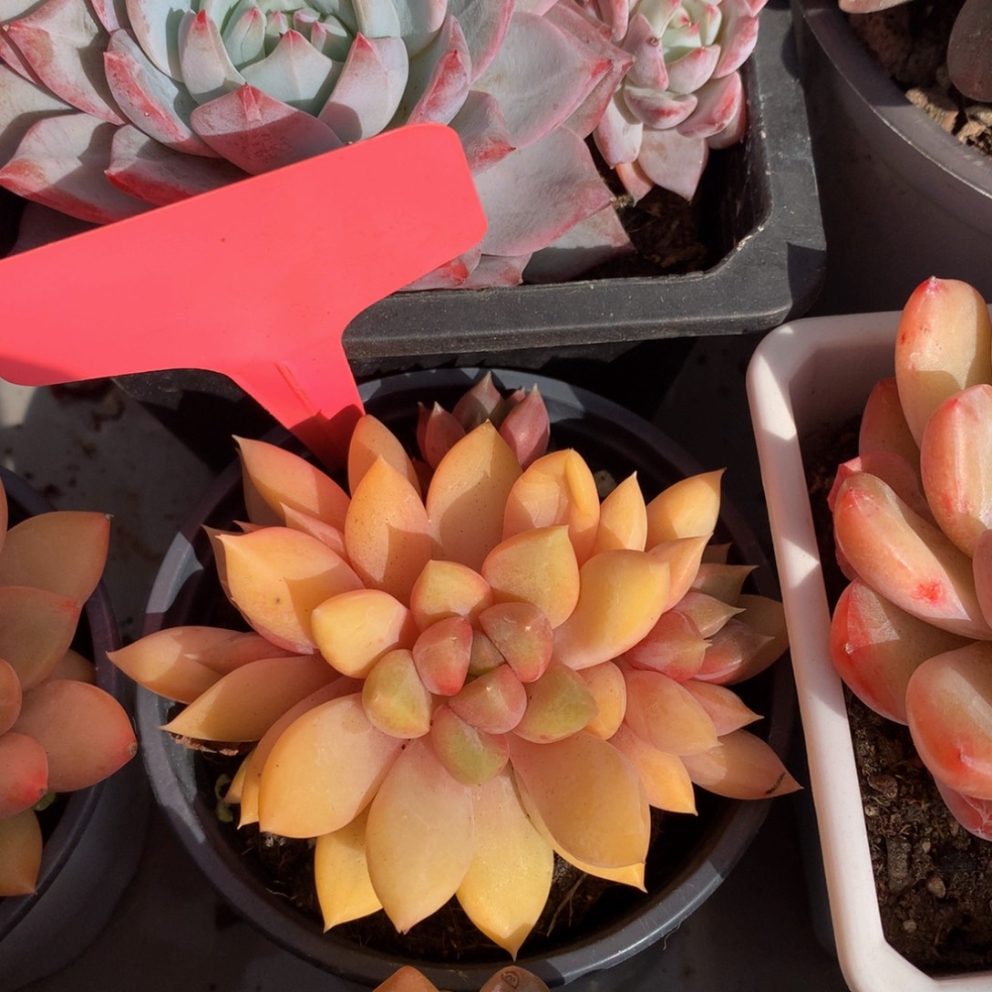 红象牙72727727227727272