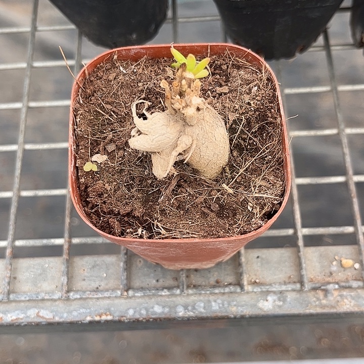 久***』我也不知道我为什么要这样