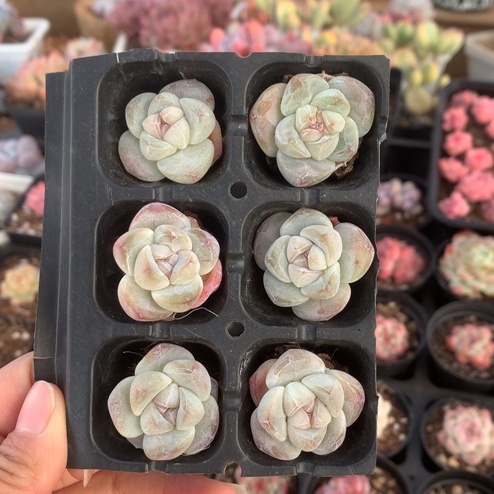 精控琥珀冰组合6颗