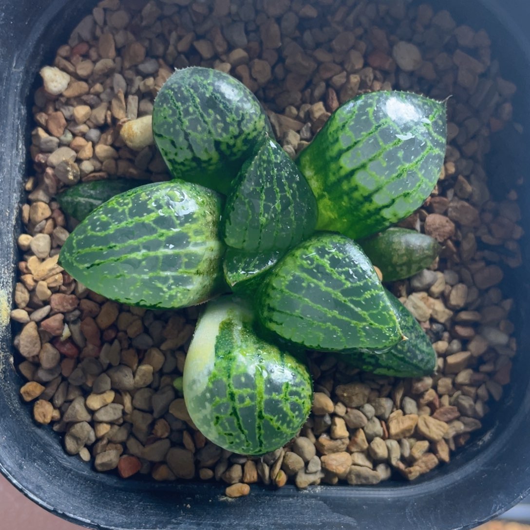 27.十二卷多肉实生寿锦。