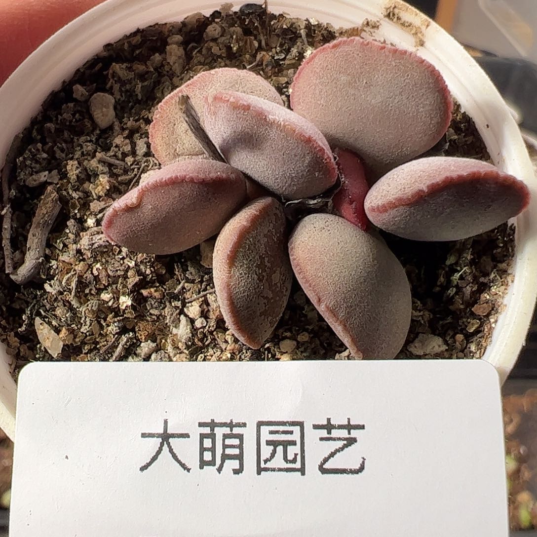一物一拍带盆土发。    617
