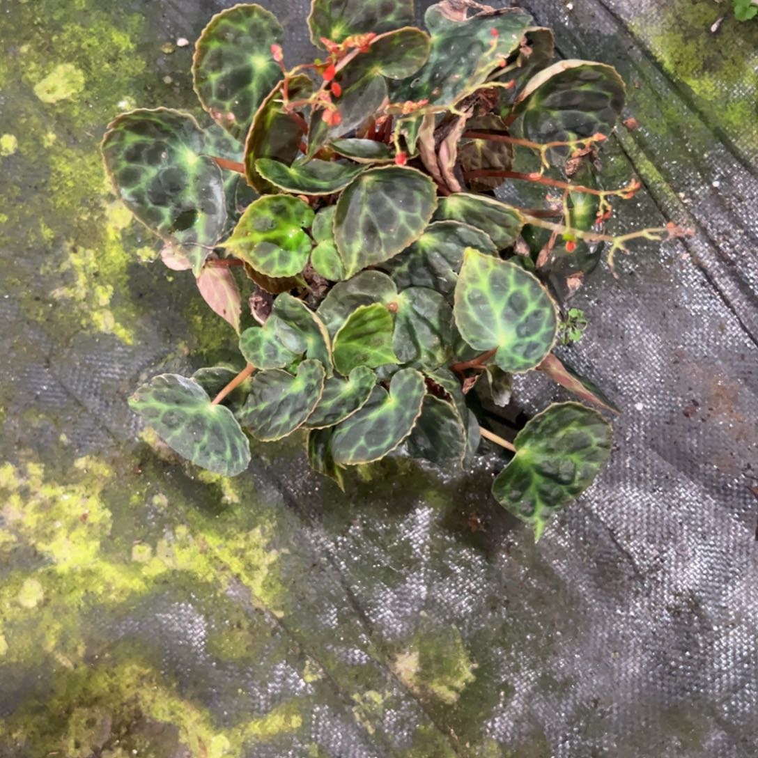 完全开放董里府一颗