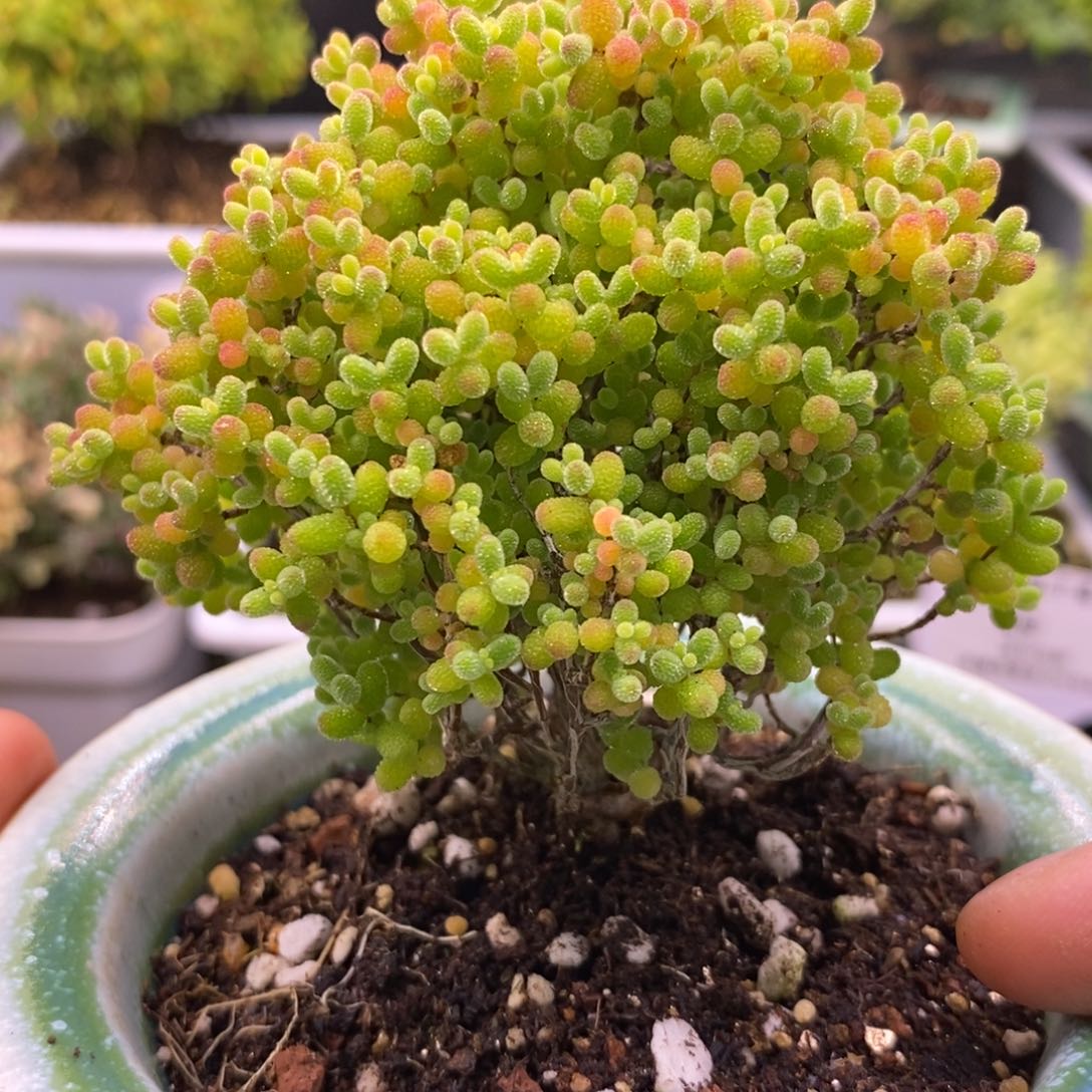 三*106蜜桔不带盆。    