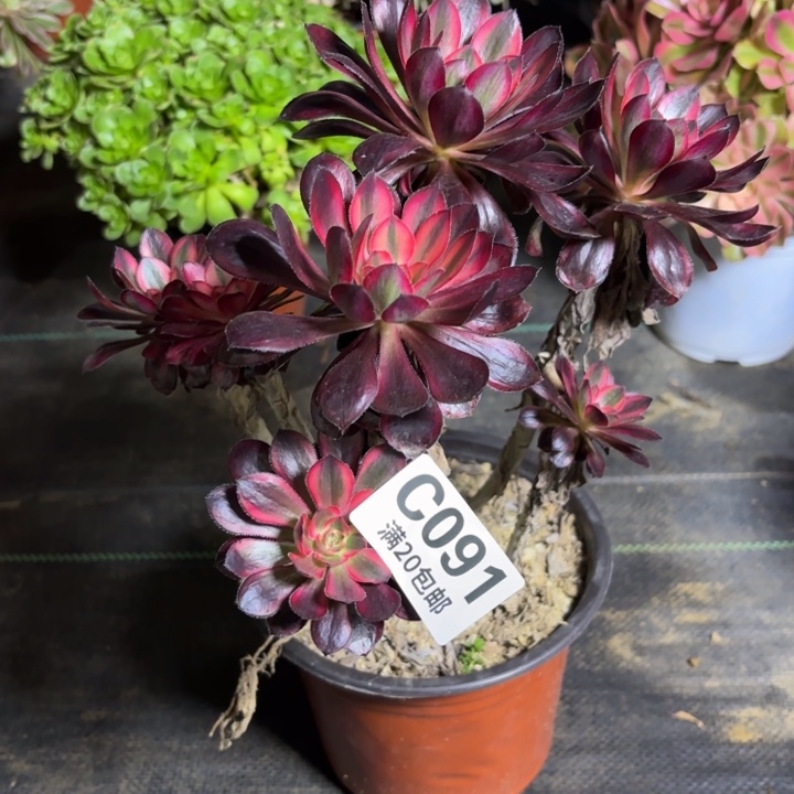 瑞妈一物一拍091。有断枝，