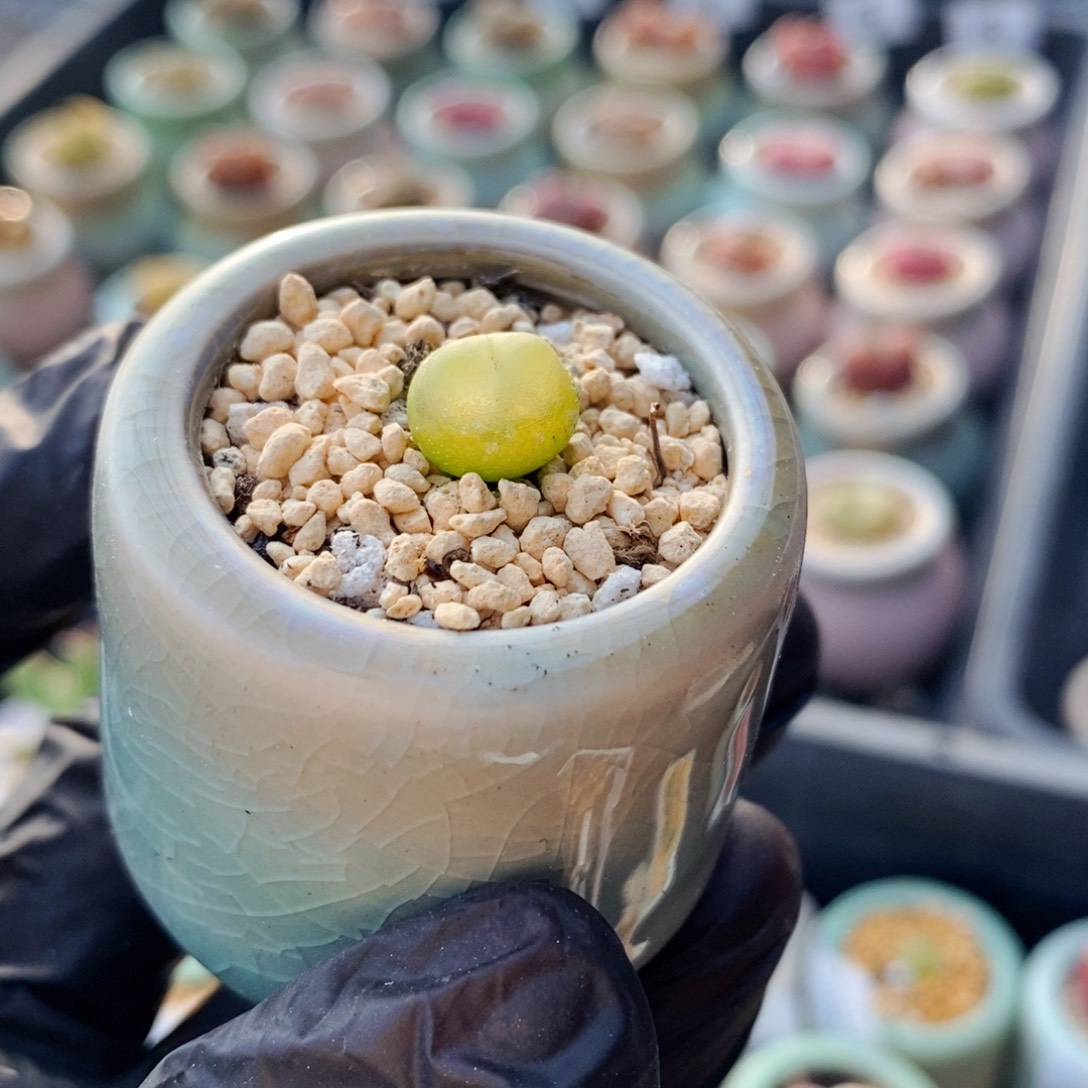 4305-－一物一拍 带盆