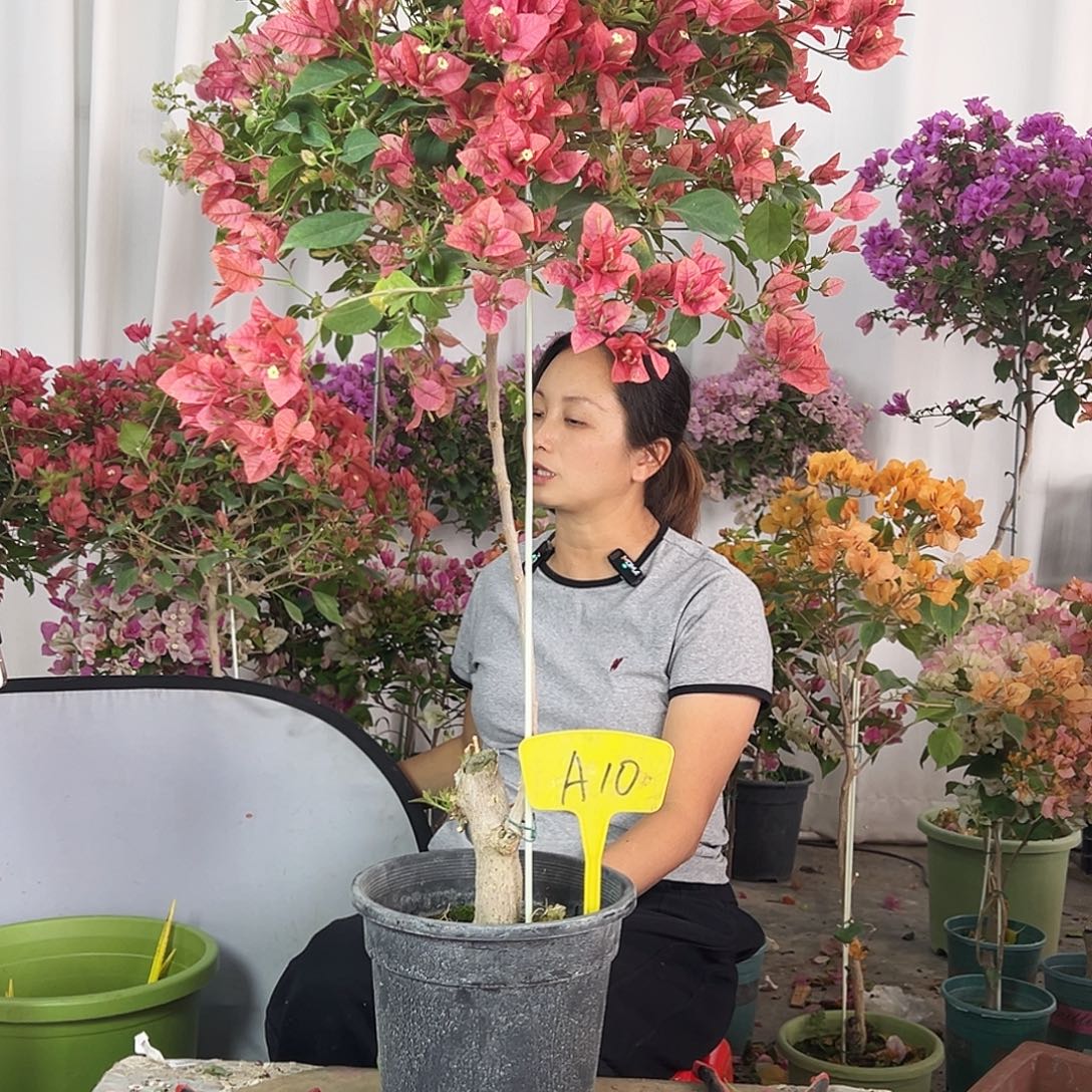 f***大部分花苞少量开放A10贝拉酒红