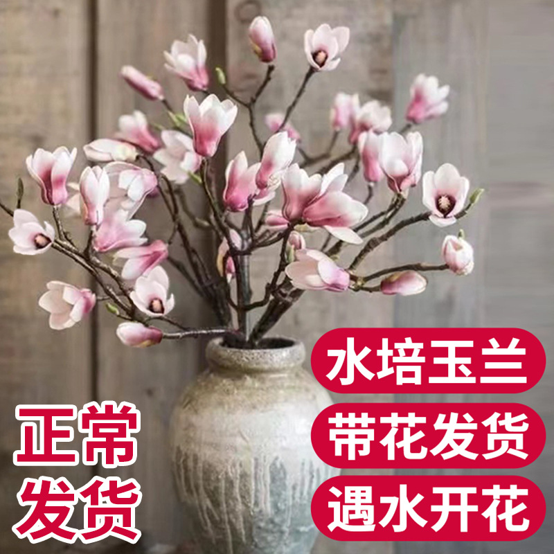玉兰花鲜切枝带花苞水培室内好养易活无异味森系植物