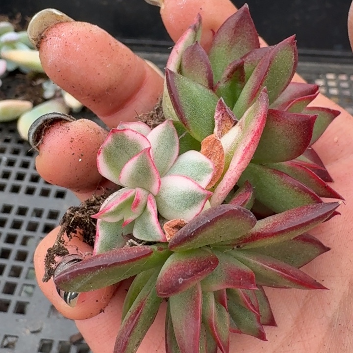 吉赛尔锦一物一拍