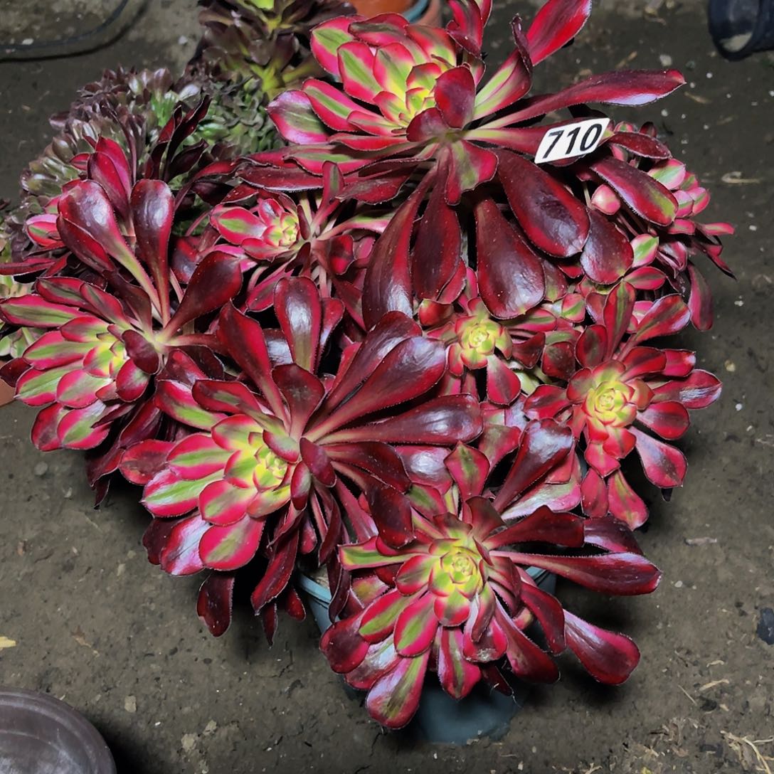 法师法师15-38包邮法师