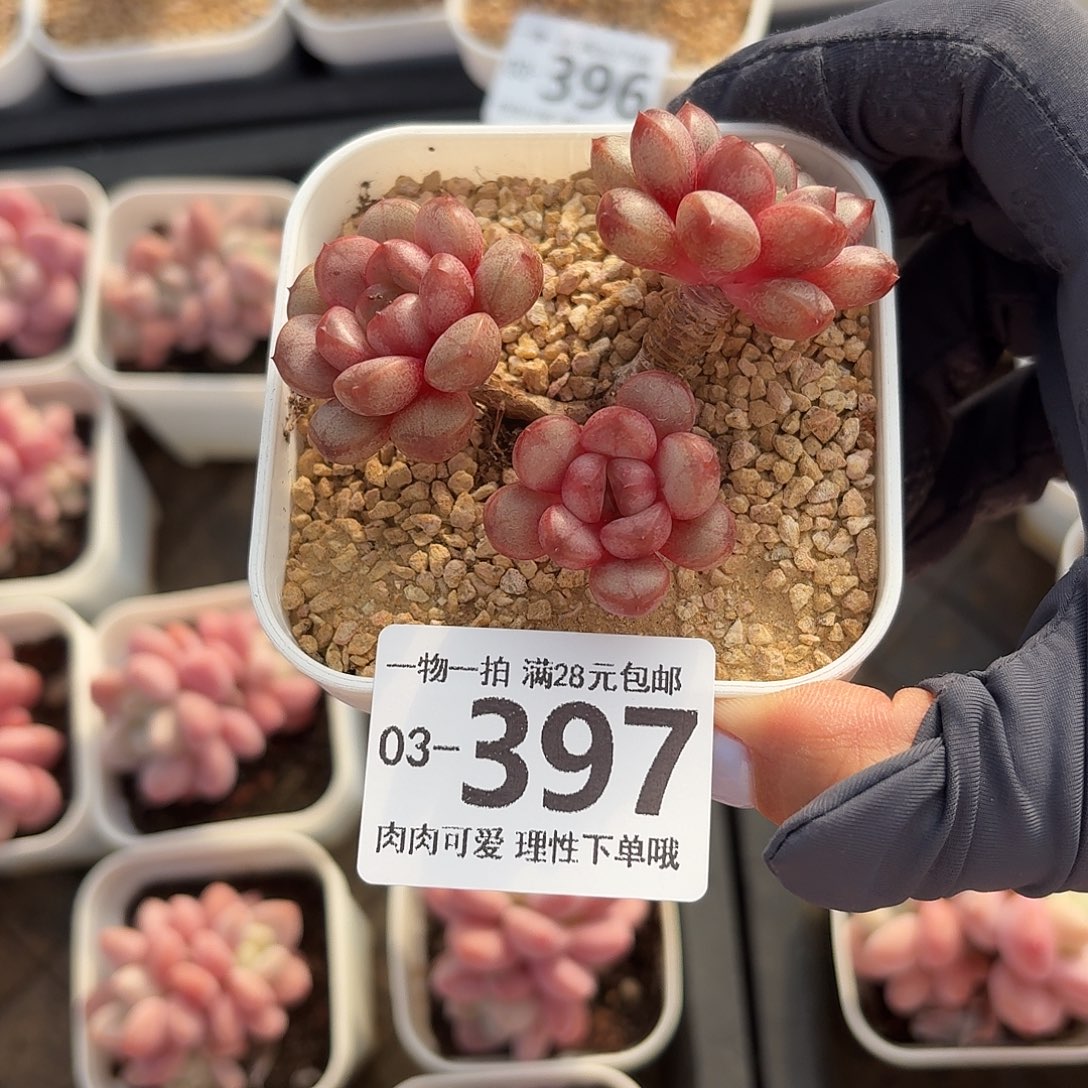 葡萄无盆土发货无盆