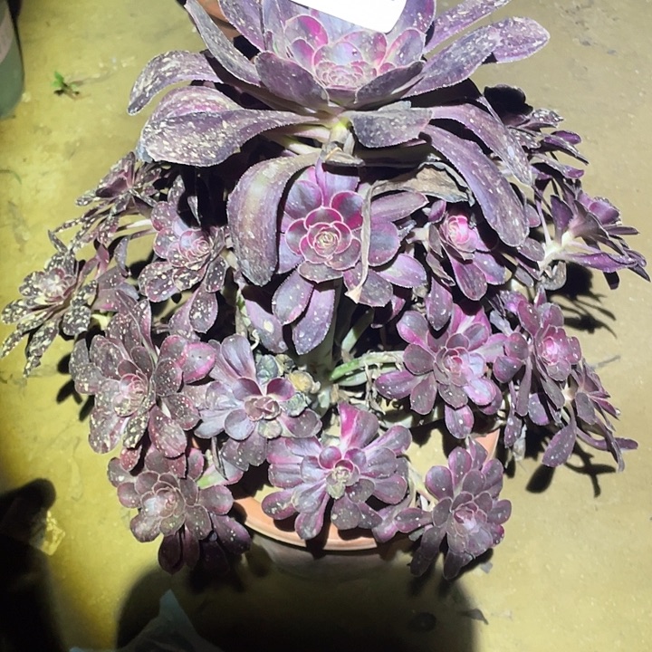 多肉植物法师942丽娜