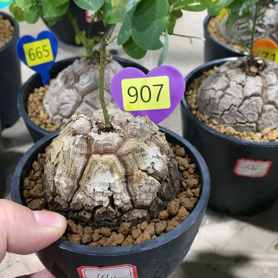 南非龟甲龙龟甲龙