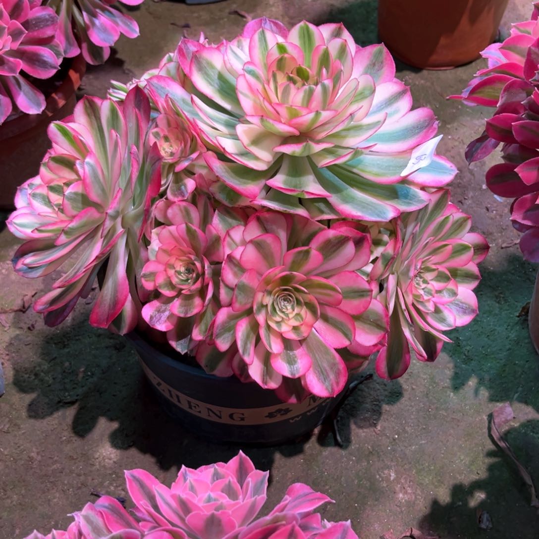 多肉植物倾城063