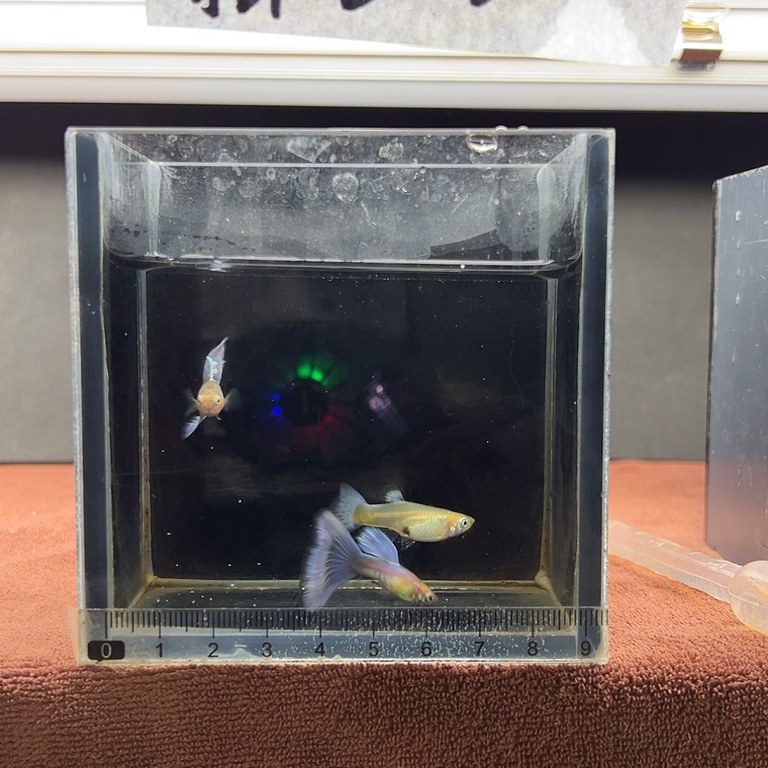 孔雀鱼拉珠莉紫尾一对