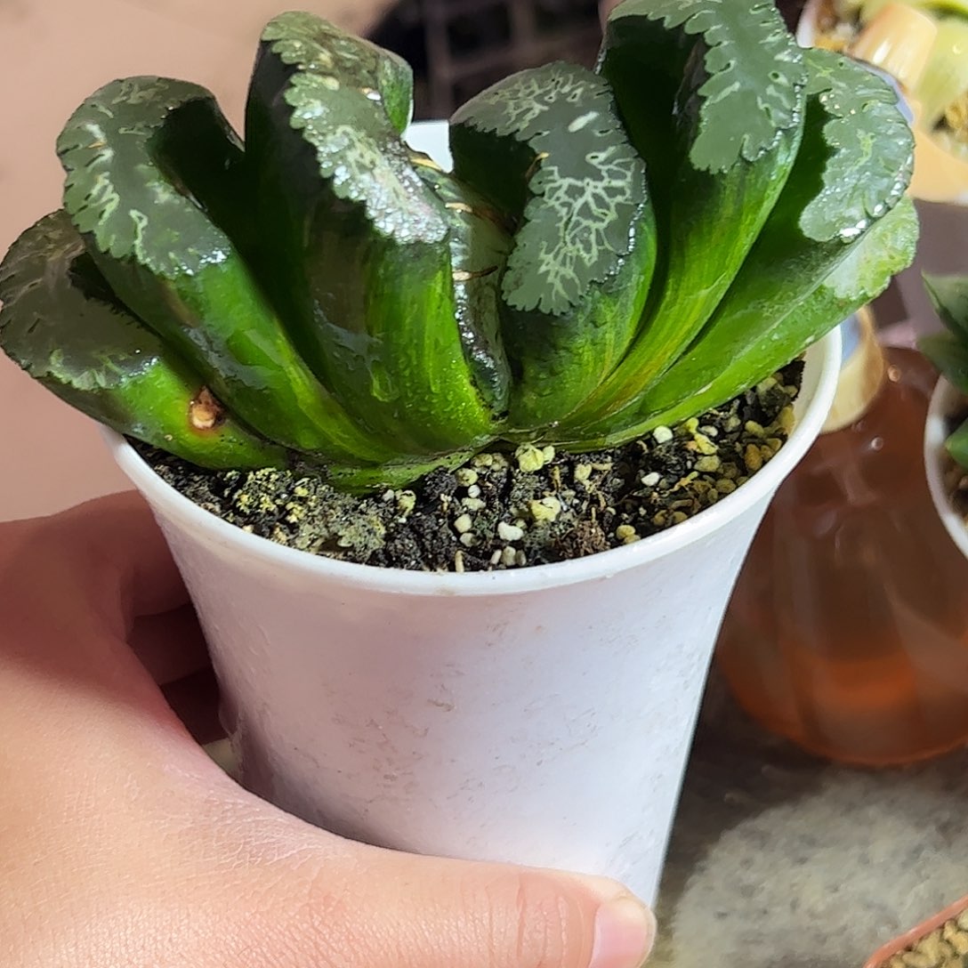 北斋锦母本十二卷十二卷