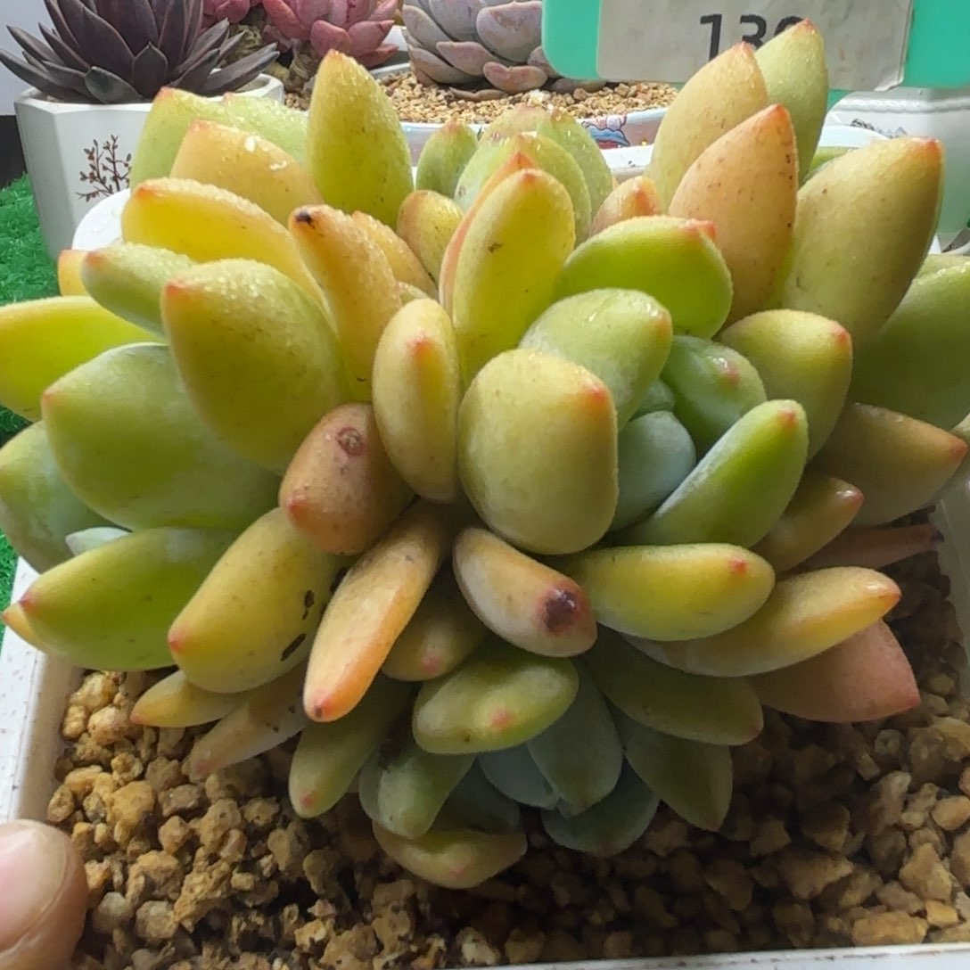 唐二姐多肉编号130