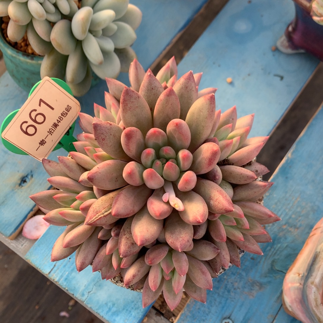 车厘子捧花一物一拍