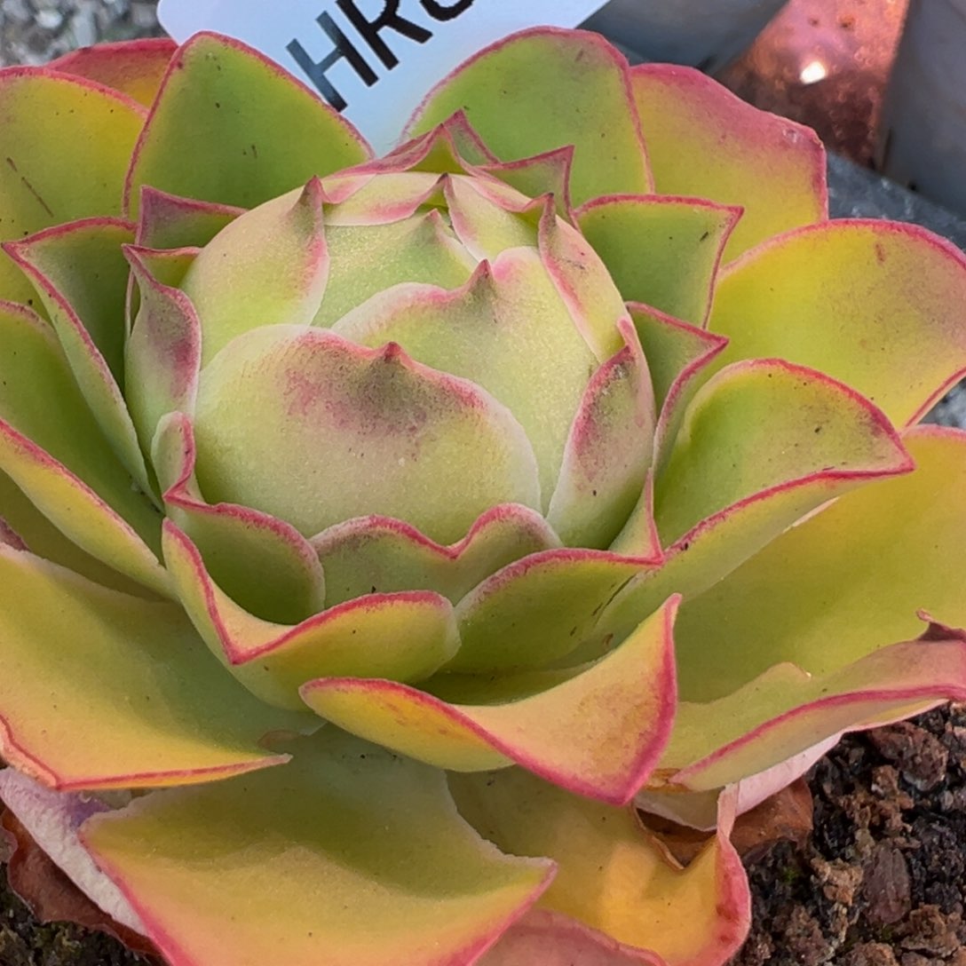 HR841不知名福利包子