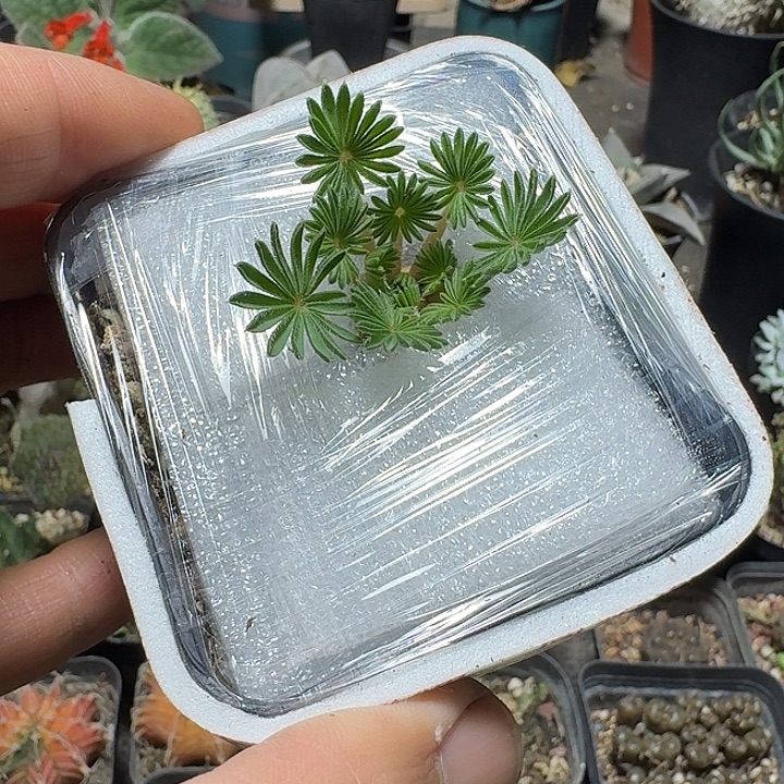 786棕榈酢浆草带盆发货一个随机